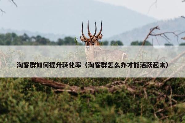 淘客群如何提升转化率（淘客群怎么办才能活跃起来）