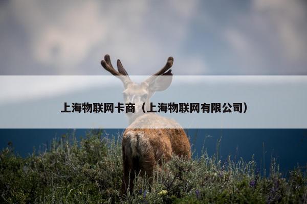 上海物联网卡商（上海物联网有限公司）