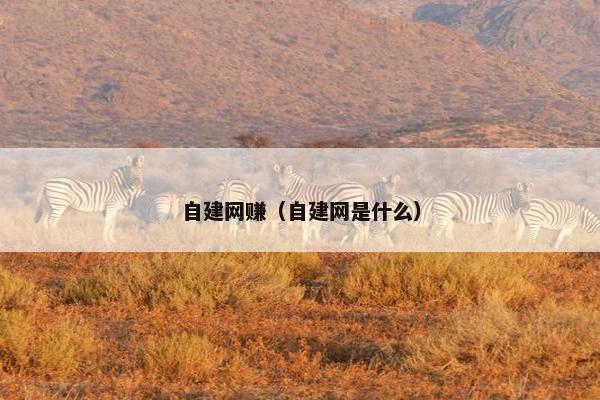 自建网赚（自建网是什么）