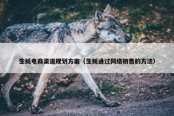 生蚝电商渠道规划方案（生蚝通过网络销售的方法）