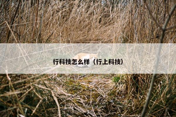 行科技怎么样（行上科技）