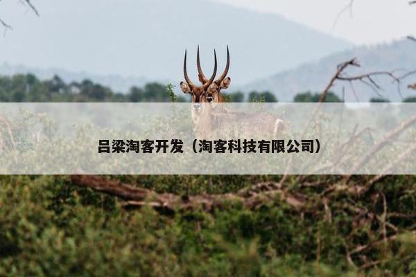 吕梁淘客开发（淘客科技有限公司）