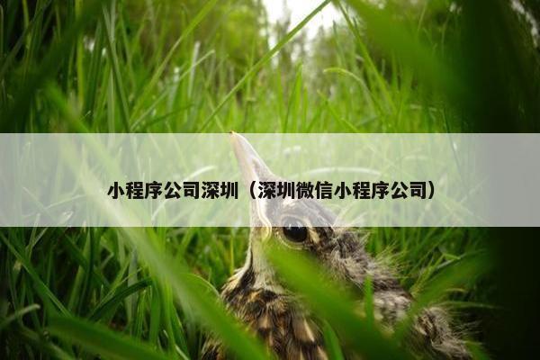 小程序公司深圳（深圳微信小程序公司）