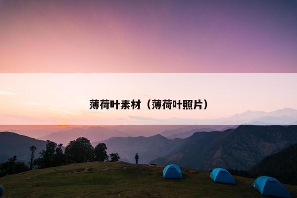 薄荷叶素材（薄荷叶照片）