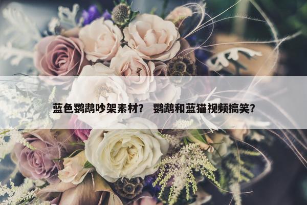 蓝色鹦鹉吵架素材？ 鹦鹉和蓝猫视频搞笑？