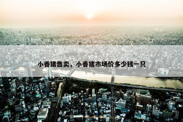 小香猪售卖，小香猪市场价多少钱一只