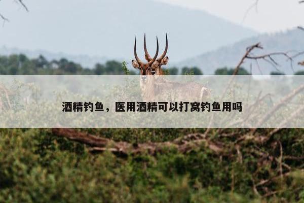 酒精钓鱼,医用酒精可以打窝钓鱼用吗 酒精钓鱼,医用酒精可以打窝钓鱼用吗